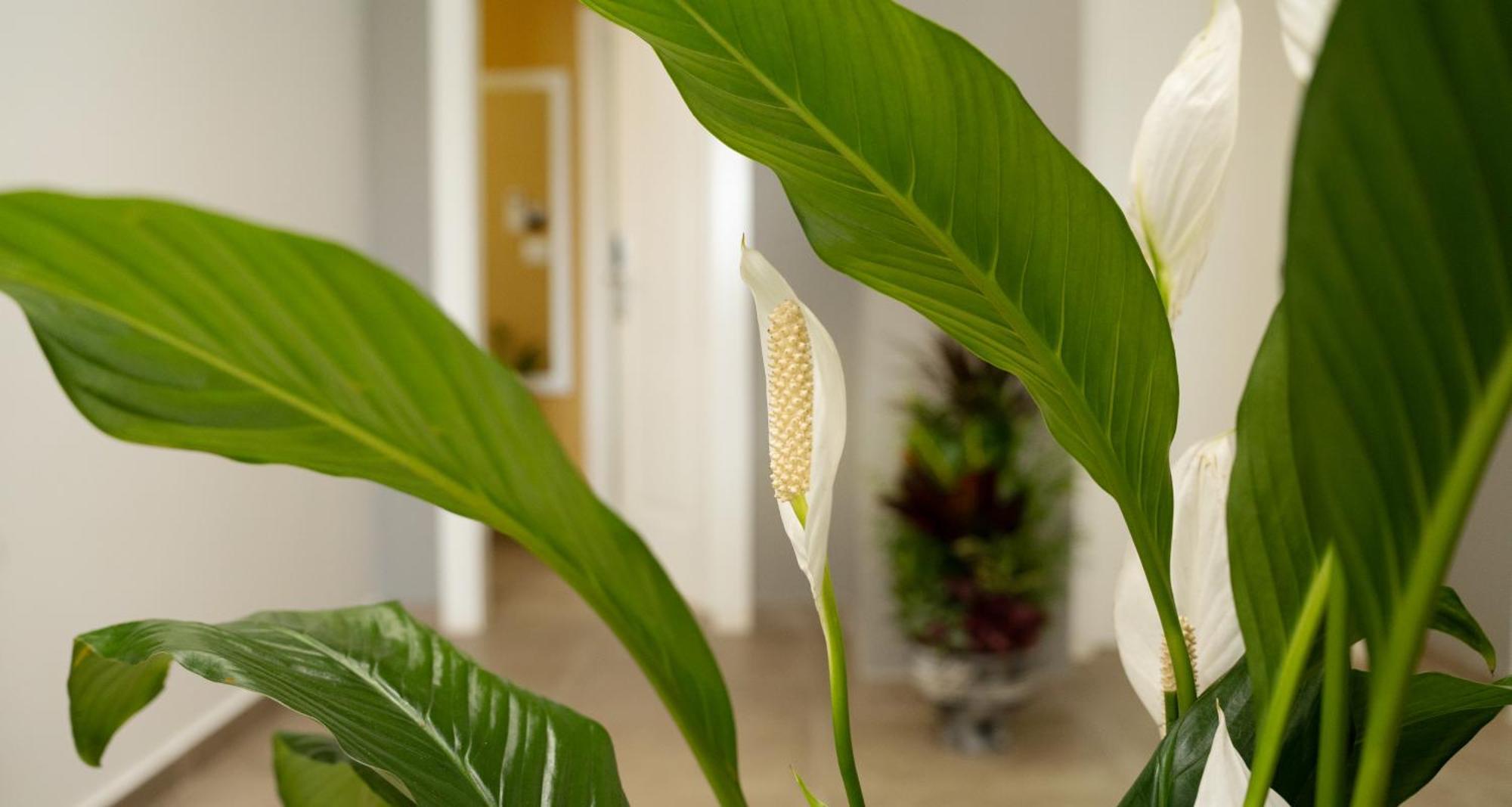 Hotel Luris Golem  Dış mekan fotoğraf